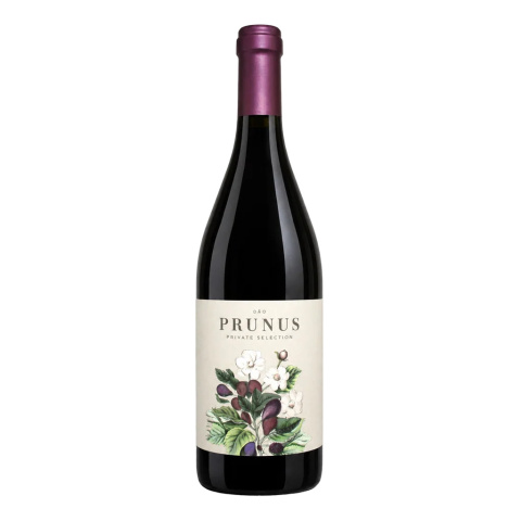 Prunus Tinto